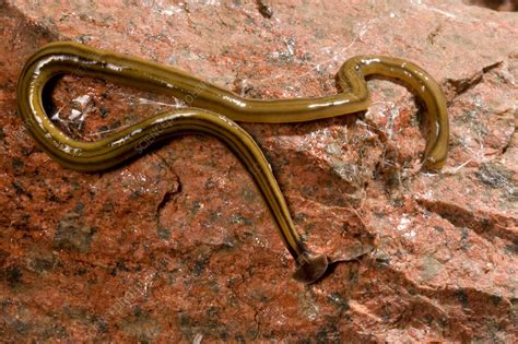  Geoplana!  Can You Imagine This Free-Living Flatworm Thriving on Land With Its Extraordinary Regeneration Capabilities?