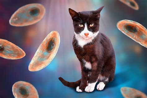  Toxoplasma gondii: สิ่งมีชีวิตปรสิตตัวน้อย ที่ทำให้แมวและหนูกลายเป็น ซอมบี้!