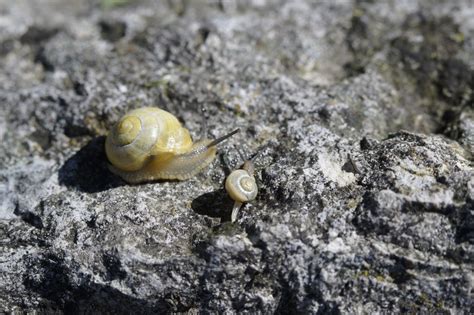  Jingle Shell:  A Tiny Mollusk that Crawls Like a Snail But Doesn't Have a House!