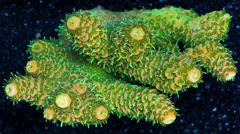  Millepora! นอนหลับบนพื้นปะการังอย่างสงบ หรือเป็นนักล่าที่ดุร้ายซ่อนอยู่ในร่างสีสันสดใส?