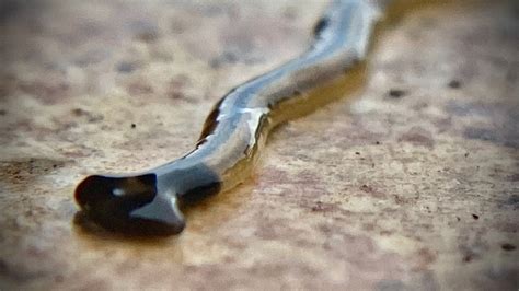  Neodermites! Parasitic Flatworms That Are So Small They Can Live Inside Your Pet