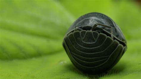  Woodlouse!  Discover These Armored Invertebrates That Roll Up Into Tiny Balls When Threatened