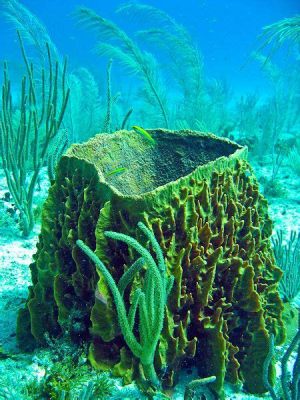  Yellow Barrel Sponge: A Colorful Enigmatic Dwelling for Tiny Ocean Creatures!